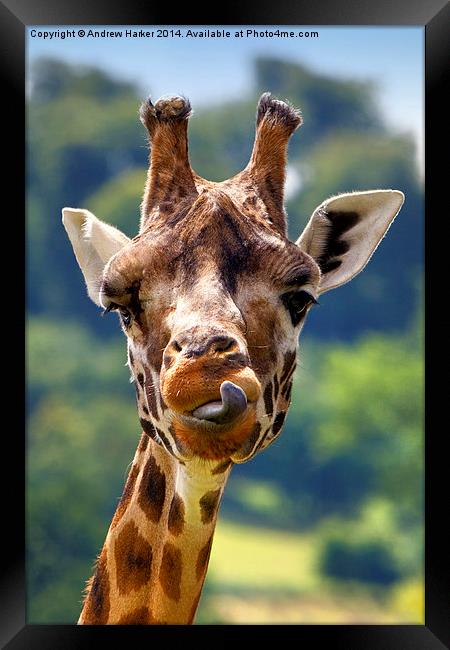 Rothschild Giraffe  Framed Print by Andrew Harker