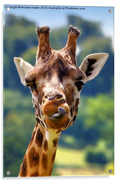 Rothschild Giraffe  Acrylic by Andrew Harker