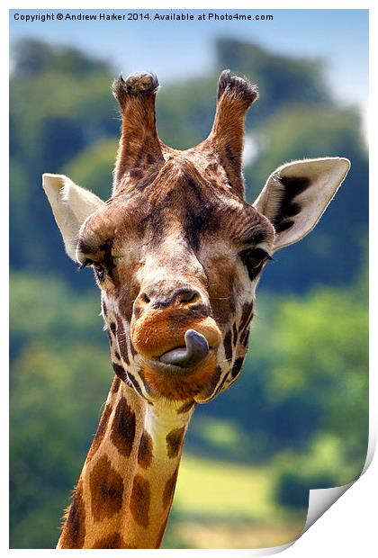 Rothschild Giraffe  Print by Andrew Harker