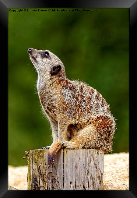 Meerkat (Suricata suricatta) Framed Print by Andrew Harker