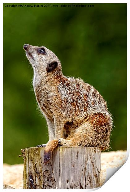 Meerkat (Suricata suricatta) Print by Andrew Harker