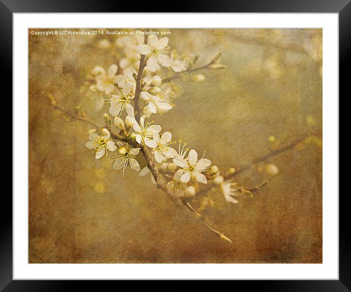 Blackthorn Blossom Framed Mounted Print by LIZ Alderdice