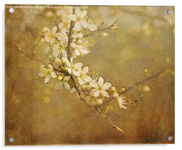 Blackthorn Blossom Acrylic by LIZ Alderdice