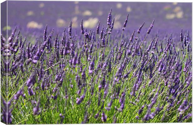 Lavender Flowers Spring Summer Countryside Canvas Print by Mark Purches