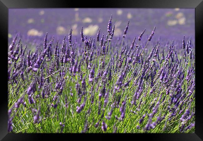 Lavender Flowers Spring Summer Countryside Framed Print by Mark Purches