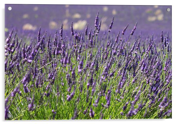 Lavender Flowers Spring Summer Countryside Acrylic by Mark Purches