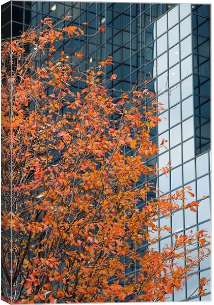 Autumnal tree contrasting with glass Canvas Print by Martin Collins