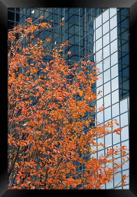 Autumnal tree contrasting with glass Framed Print by Martin Collins