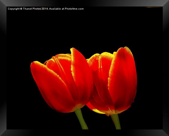 Tulip study Framed Print by Thanet Photos