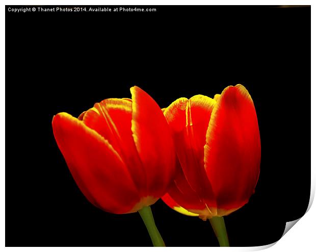 Tulip study Print by Thanet Photos