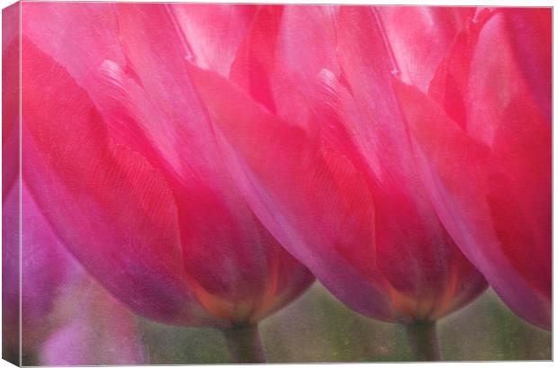Pink Tulips Canvas Print by Dawn Cox