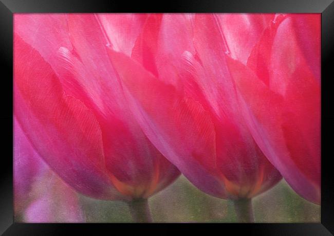 Pink Tulips Framed Print by Dawn Cox