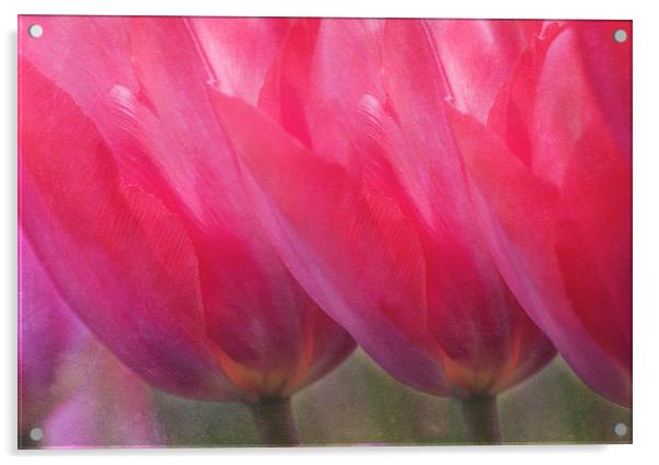 Pink Tulips Acrylic by Dawn Cox