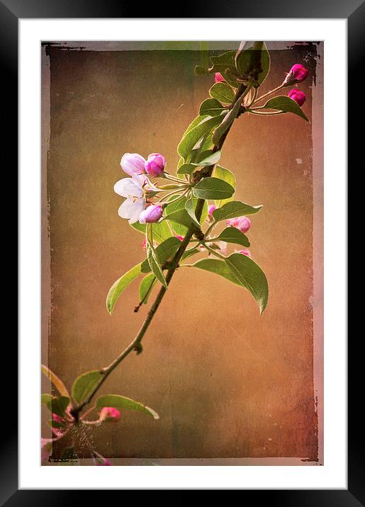 Blossom Bough Framed Mounted Print by Dawn Cox