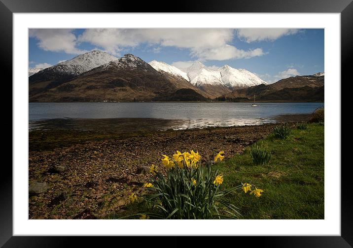 Daffodils by the Shore Framed Mounted Print by Jacqi Elmslie