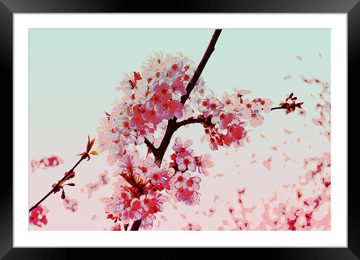 Cherry Blossoms Framed Mounted Print by Nadeesha Jayamanne