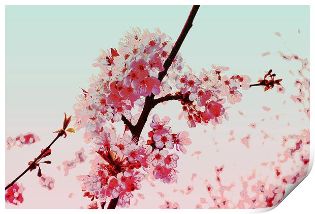 Cherry Blossoms Print by Nadeesha Jayamanne