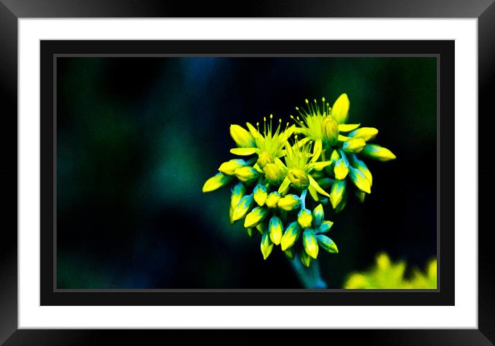 Little Yellow Framed Mounted Print by Luis Lajas