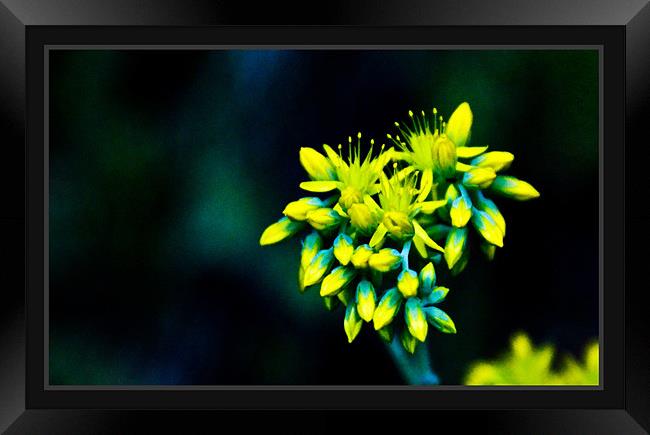 Little Yellow Framed Print by Luis Lajas