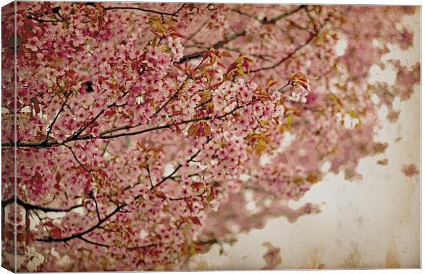 Cherry Blossoms IV Canvas Print by Nadeesha Jayamanne