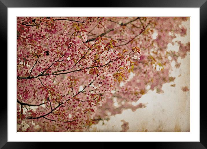 Cherry Blossoms IV Framed Mounted Print by Nadeesha Jayamanne