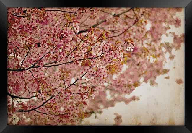 Cherry Blossoms IV Framed Print by Nadeesha Jayamanne