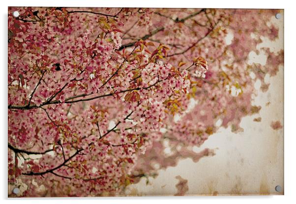 Cherry Blossoms IV Acrylic by Nadeesha Jayamanne