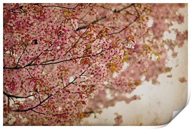 Cherry Blossoms IV Print by Nadeesha Jayamanne