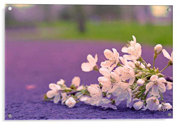 Cherry Blossoms V Acrylic by Nadeesha Jayamanne