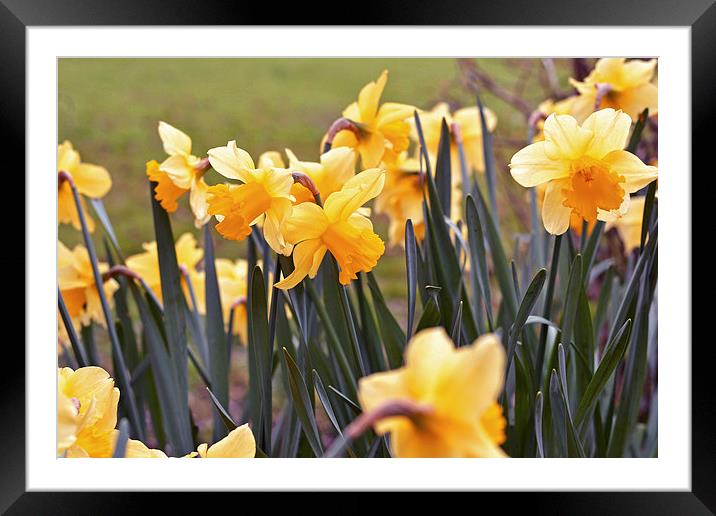 Daffodils.. Framed Mounted Print by Nadeesha Jayamanne