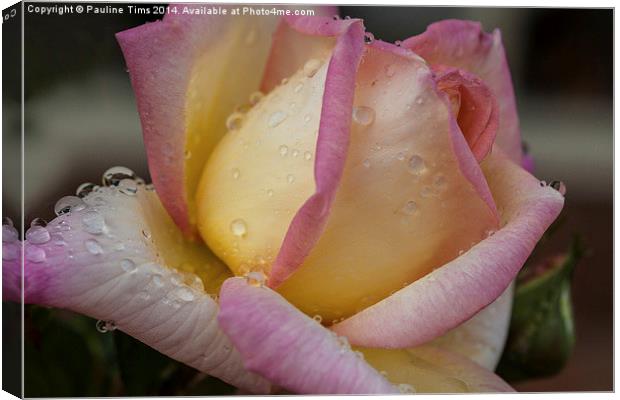 Rose with Raindrops Canvas Print by Pauline Tims