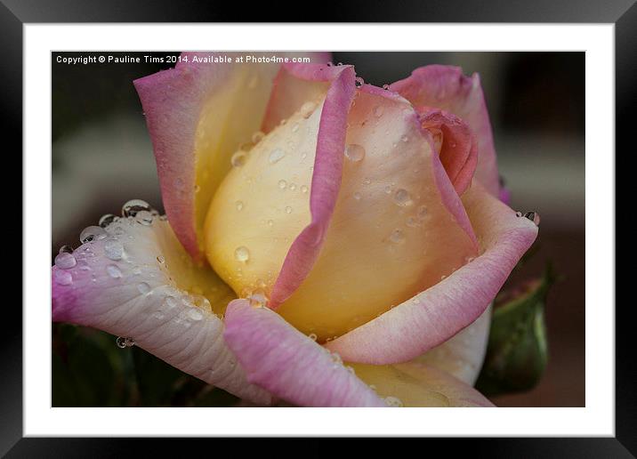 Rose with Raindrops Framed Mounted Print by Pauline Tims