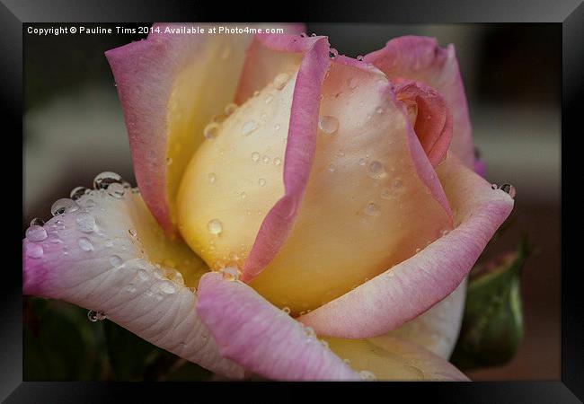 Rose with Raindrops Framed Print by Pauline Tims