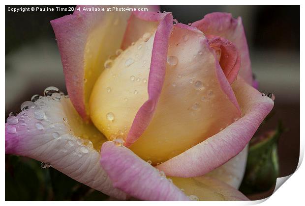 Rose with Raindrops Print by Pauline Tims