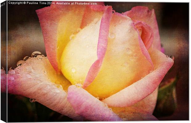 Rose with Raindrops 2 Canvas Print by Pauline Tims