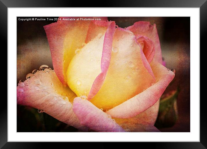 Rose with Raindrops 2 Framed Mounted Print by Pauline Tims