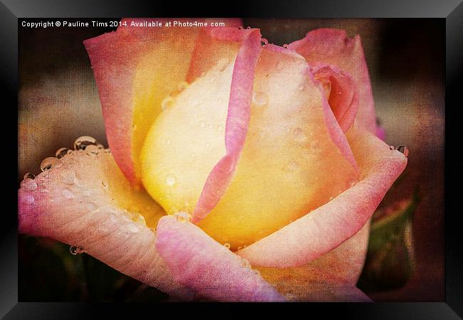 Rose with Raindrops 2 Framed Print by Pauline Tims