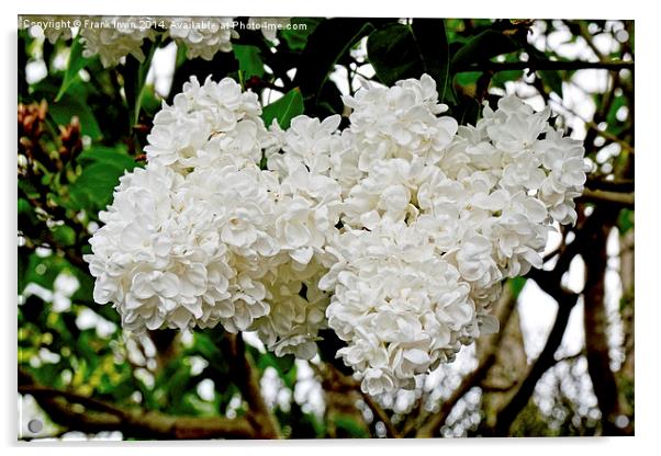 Beautiful White Lilac (Syringa) Acrylic by Frank Irwin