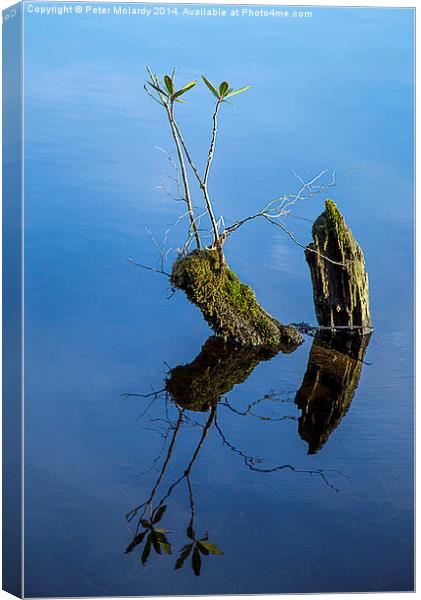 Reflections Canvas Print by Peter Mclardy
