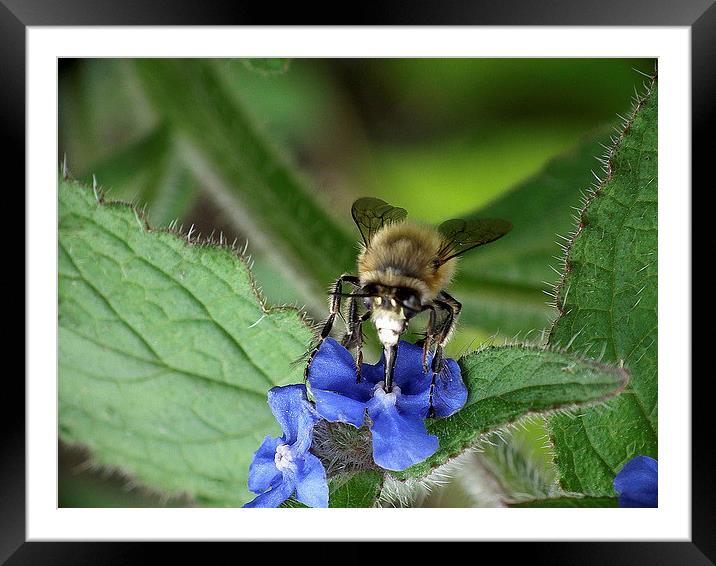 Beesy Pollinating Framed Mounted Print by michelle whitebrook