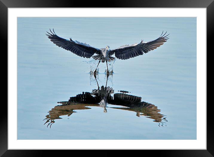 Smooth Take Off Framed Mounted Print by Jacqueline Burrell