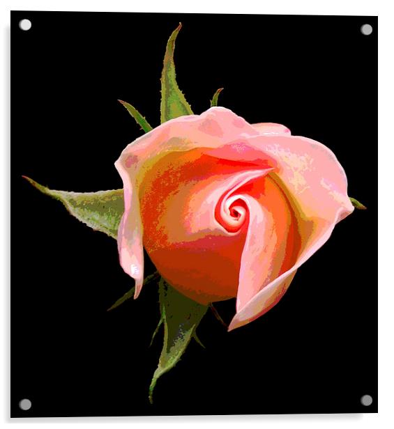 Rosebud Acrylic by james balzano, jr.