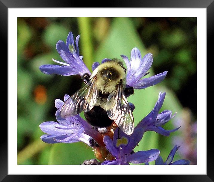 Bumble Bee Close-up Framed Mounted Print by james balzano, jr.