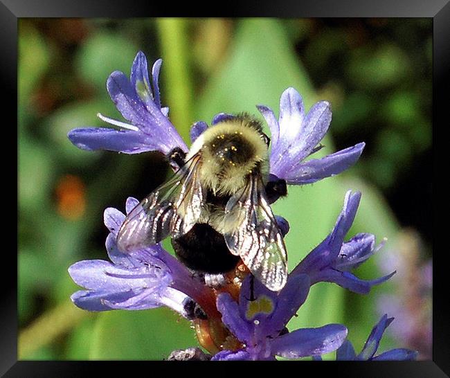 Bumble Bee Close-up Framed Print by james balzano, jr.