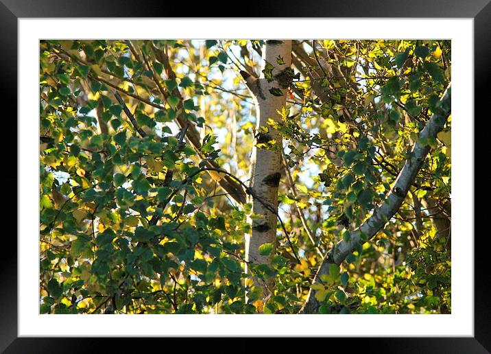 Autumn Sunset in Eastbourne Framed Mounted Print by Mark Jeapes