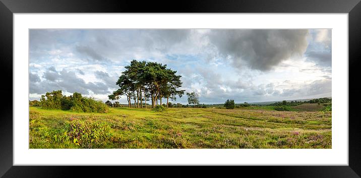 The New Forest Evening Framed Mounted Print by Helen Hotson