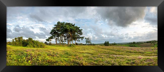The New Forest Evening Framed Print by Helen Hotson