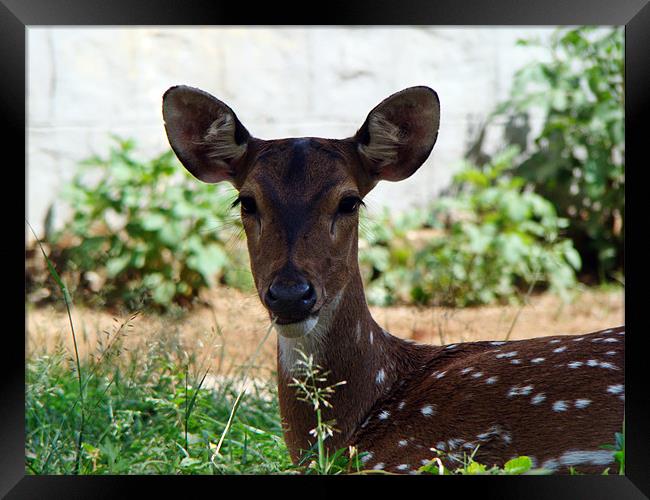 Innocent Deer Framed Print by Susmita Mishra