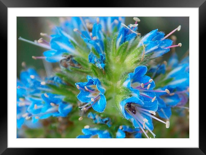 Ants In My Echium! Framed Mounted Print by Les Morris