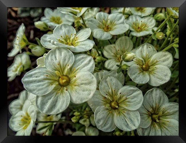 Flowers Framed Print by chrissy woodhouse